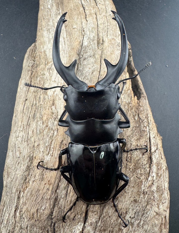 【WD】《インターメディアツヤクワガタ ネグロス島産 95.5mm ペア》