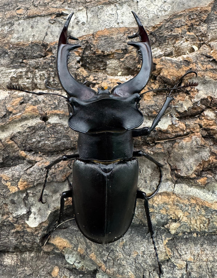 《アクベシアヌスミヤマ 80mm B品ペア》