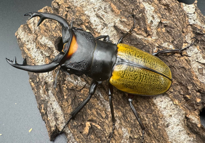 【WD】《スペクタビリスツヤクワガタ 76mm ペア》