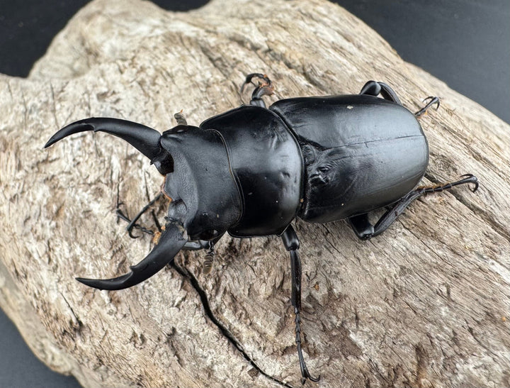 《ドンキエルコクワ亜種ハンプイ（黒ドンキ） 49mm ♂単》