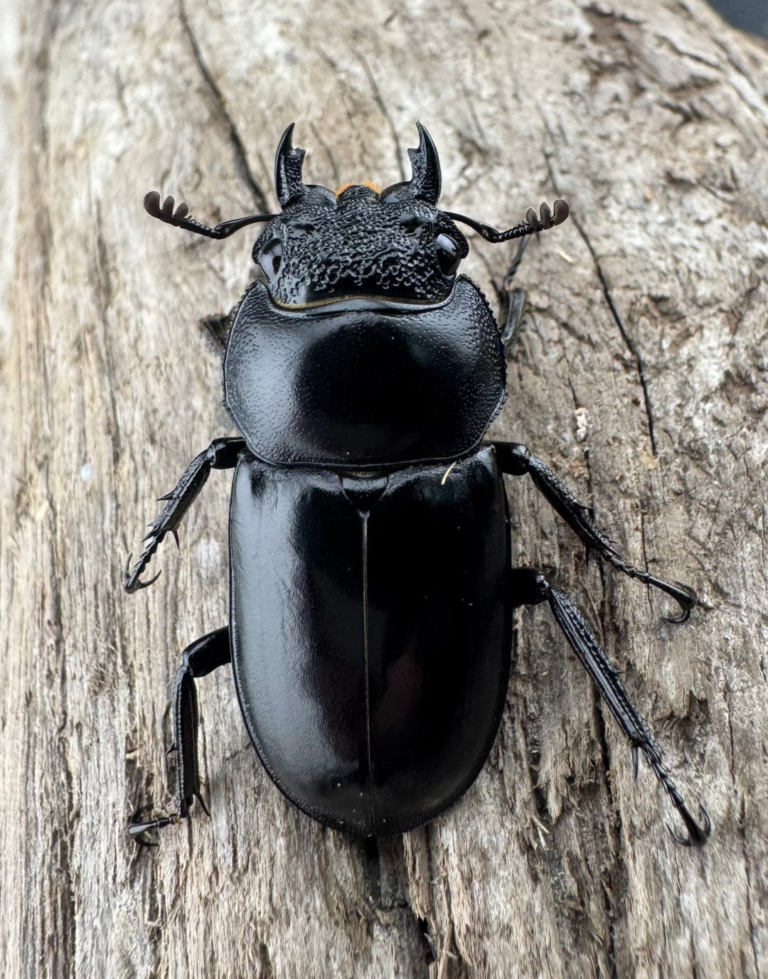 【WD】《スペキオススシカクワガタ 48mm ペア》