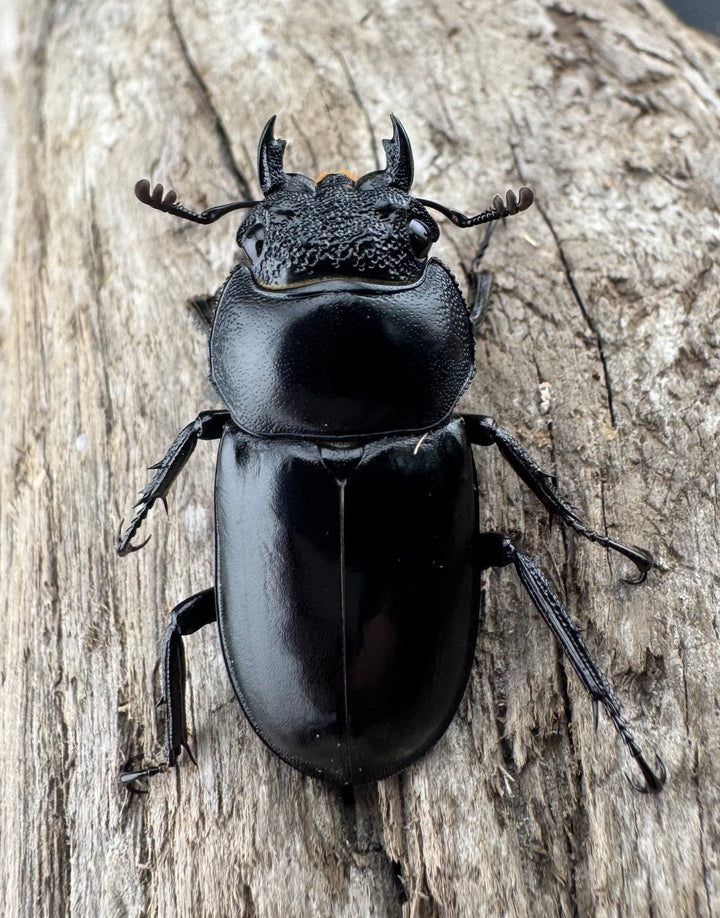 【WD】《スペキオススシカクワガタ 48mm ペア》