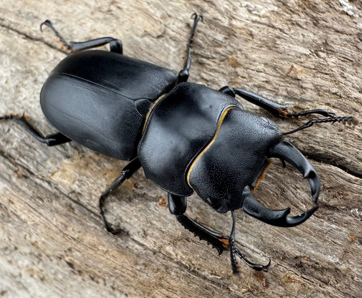 【WD】《ダビディスコクワガタ 32mm ペア》