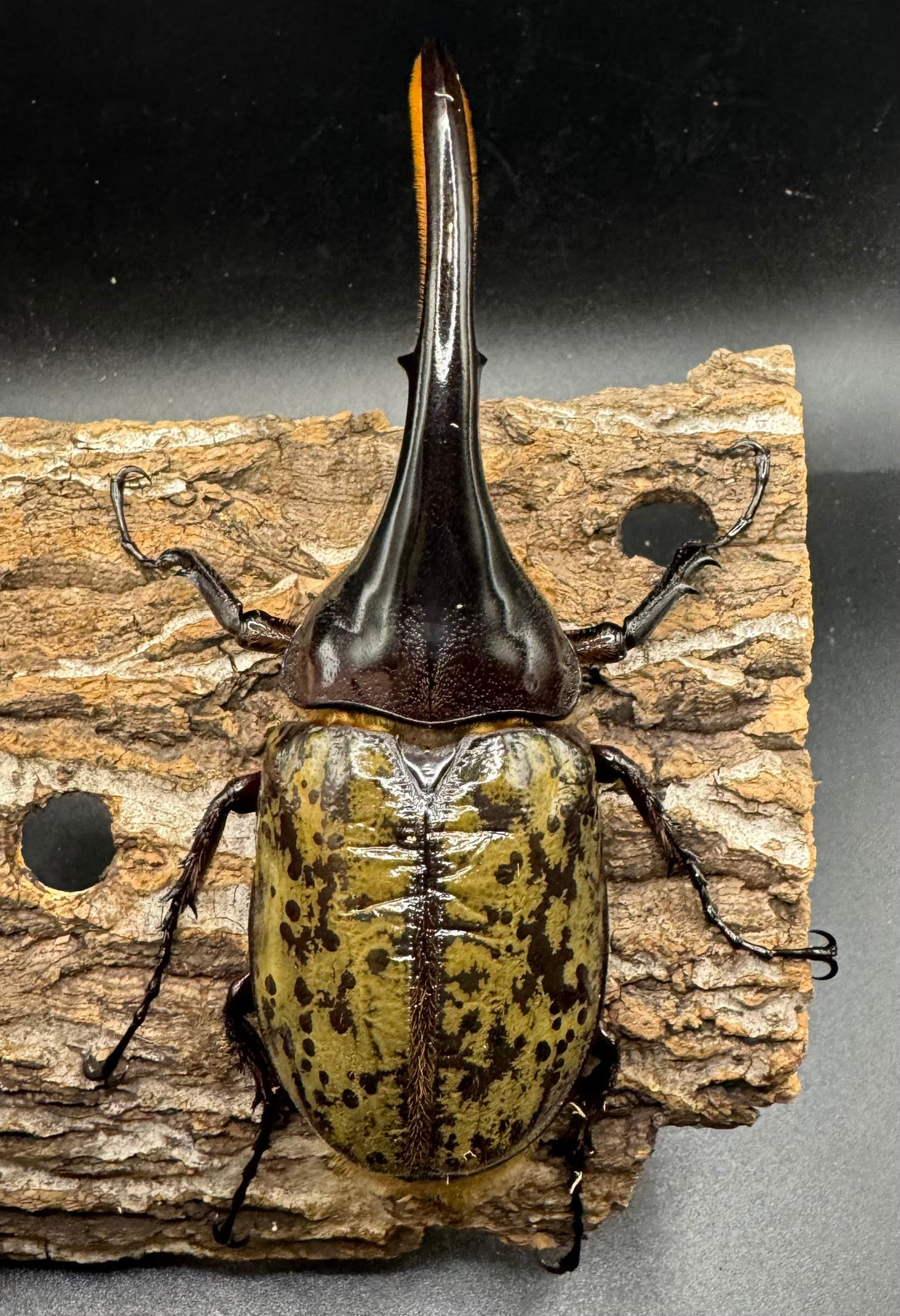 《ヘラクレス・ヘラクレス 125mm ペア》