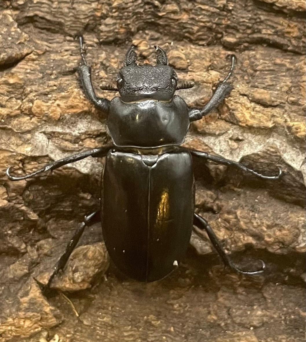 【WD】《ラサミヤマ（チョウセンミヤマ亜種lhasaensis） ♀単》