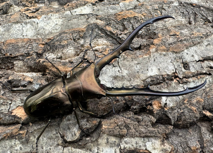 【WD】《メタリフェルホソアカ 85mm ペア》