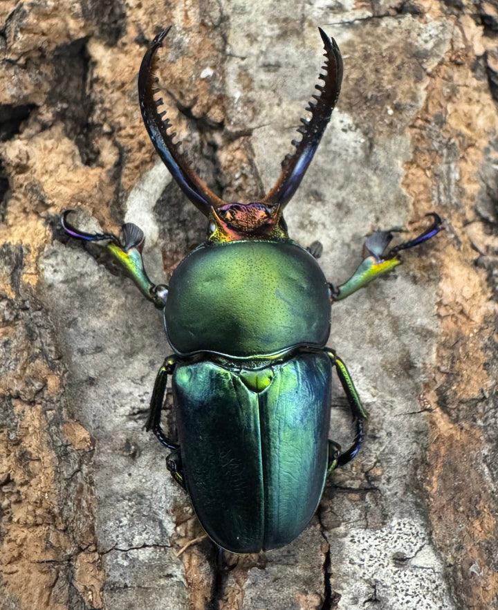 《パプアキンイロクワガタ 39mm ペア》