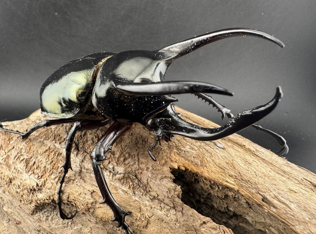 【WD】《アトラスオオカブト亜種マンテツ ラオス産 88mm ペア》