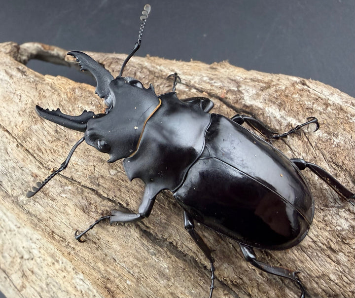 【WD】《ダールマンツヤクワガタ サンギール島産 57.5mm ペア》