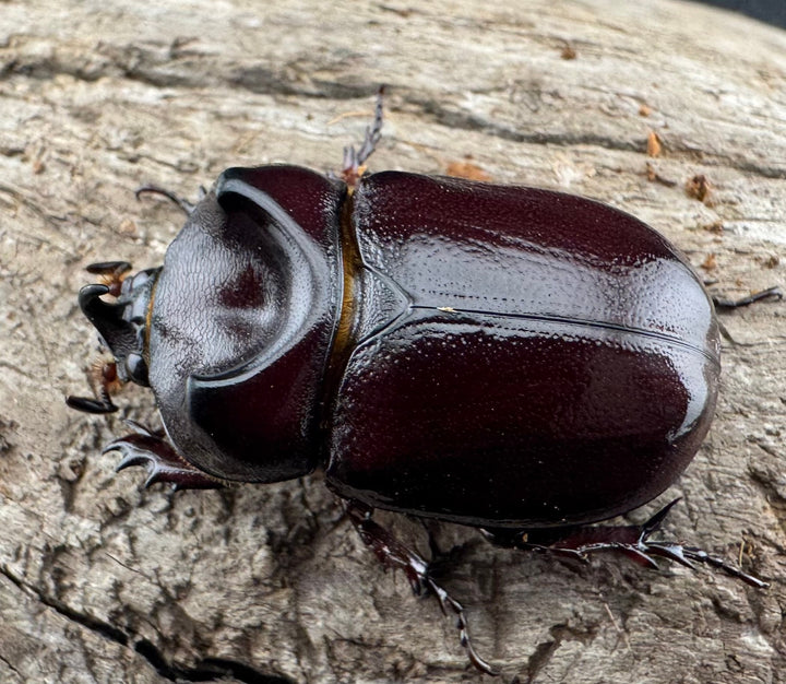 【WD】《クリイロムナコブサイカブト 30mm ペア》