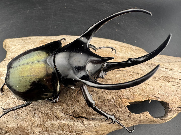 【WD】《スマトラコーカサスオオカブト 96mm ペア》