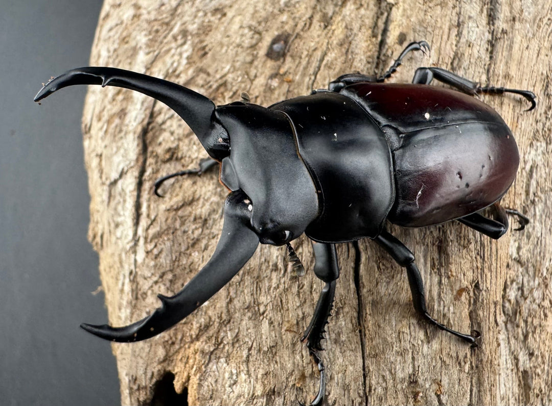 【WD】《ドンキエルコクワ原名亜種 60mm A’品ペア》