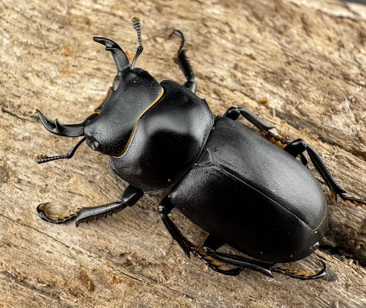 【WD】《ダビディスコクワガタ 24mm ペア》