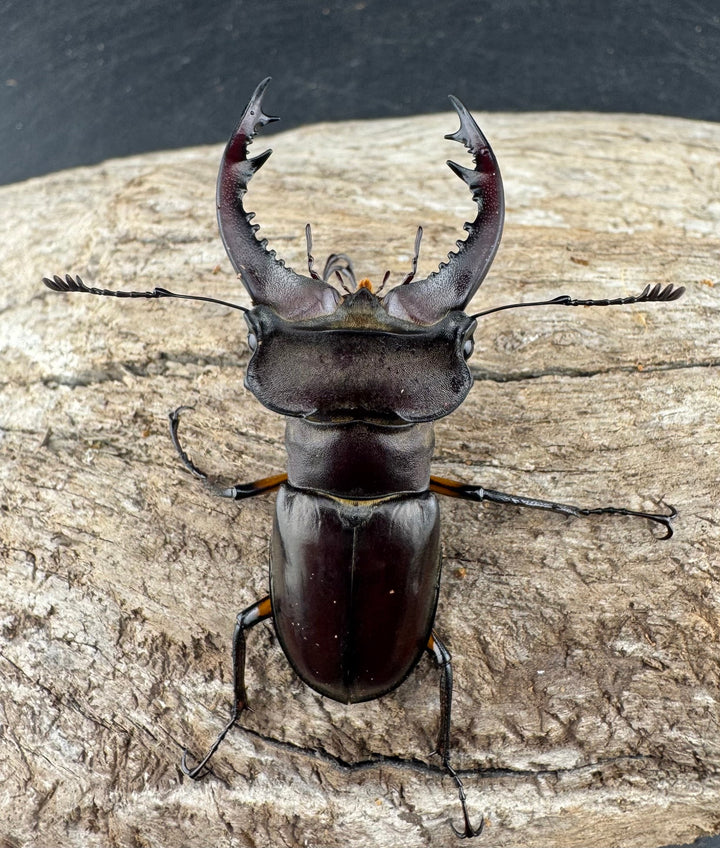 【WD】大型《シセンミヤマクワガタ 重慶市 51mm ペア》