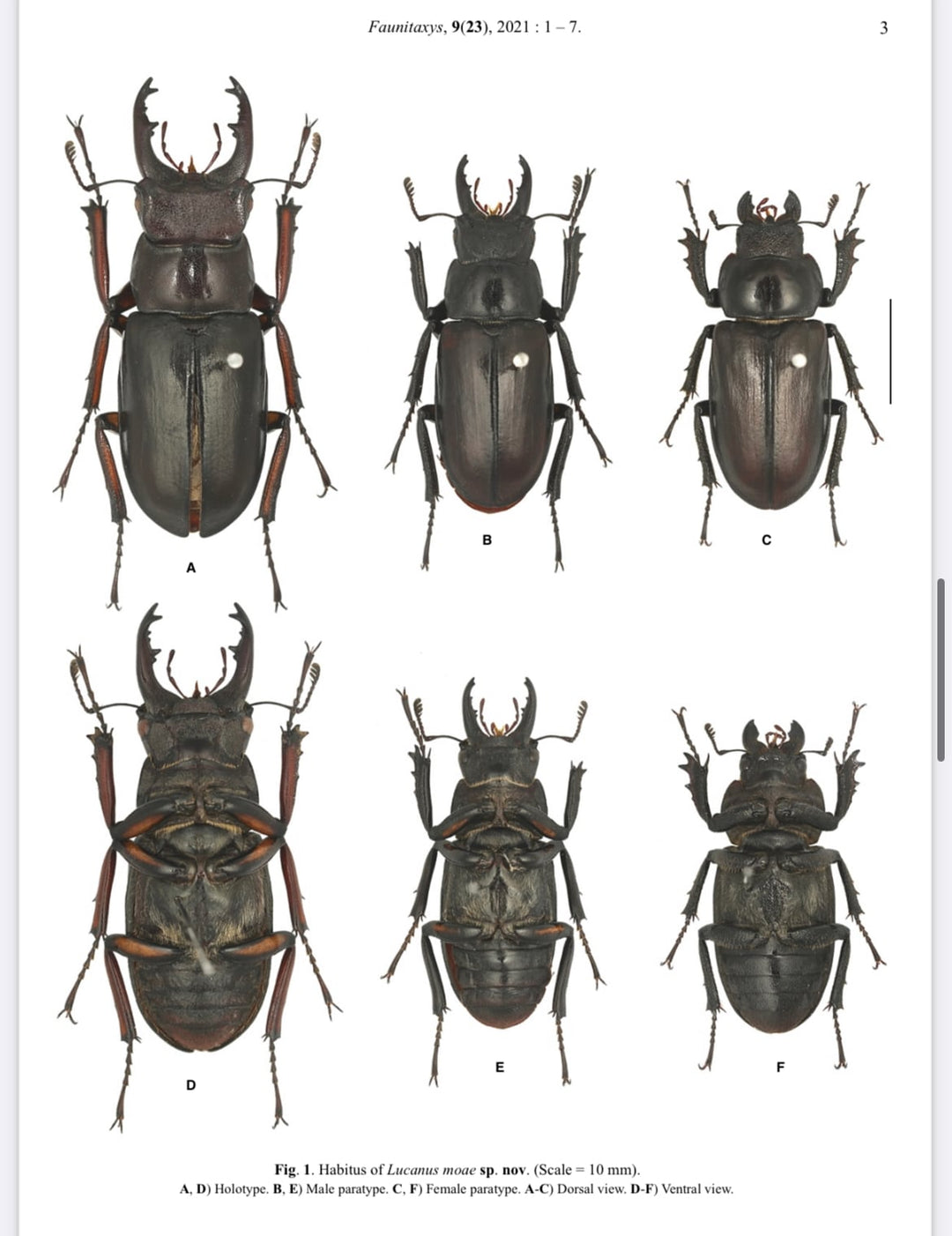 先取り移転オープン記念特価!!【WD】2021年新種《モーミヤマクワガタ Free ♀単》