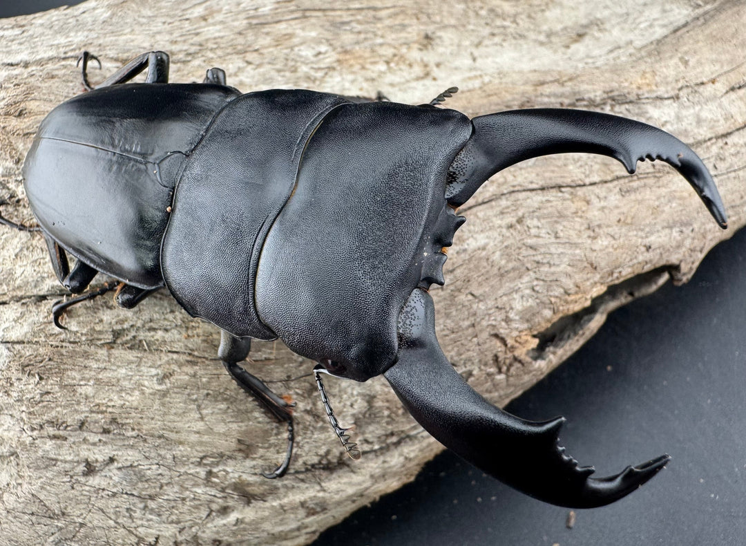 【WF2】《テイオウヒラタクワガタ 87mm ペア》