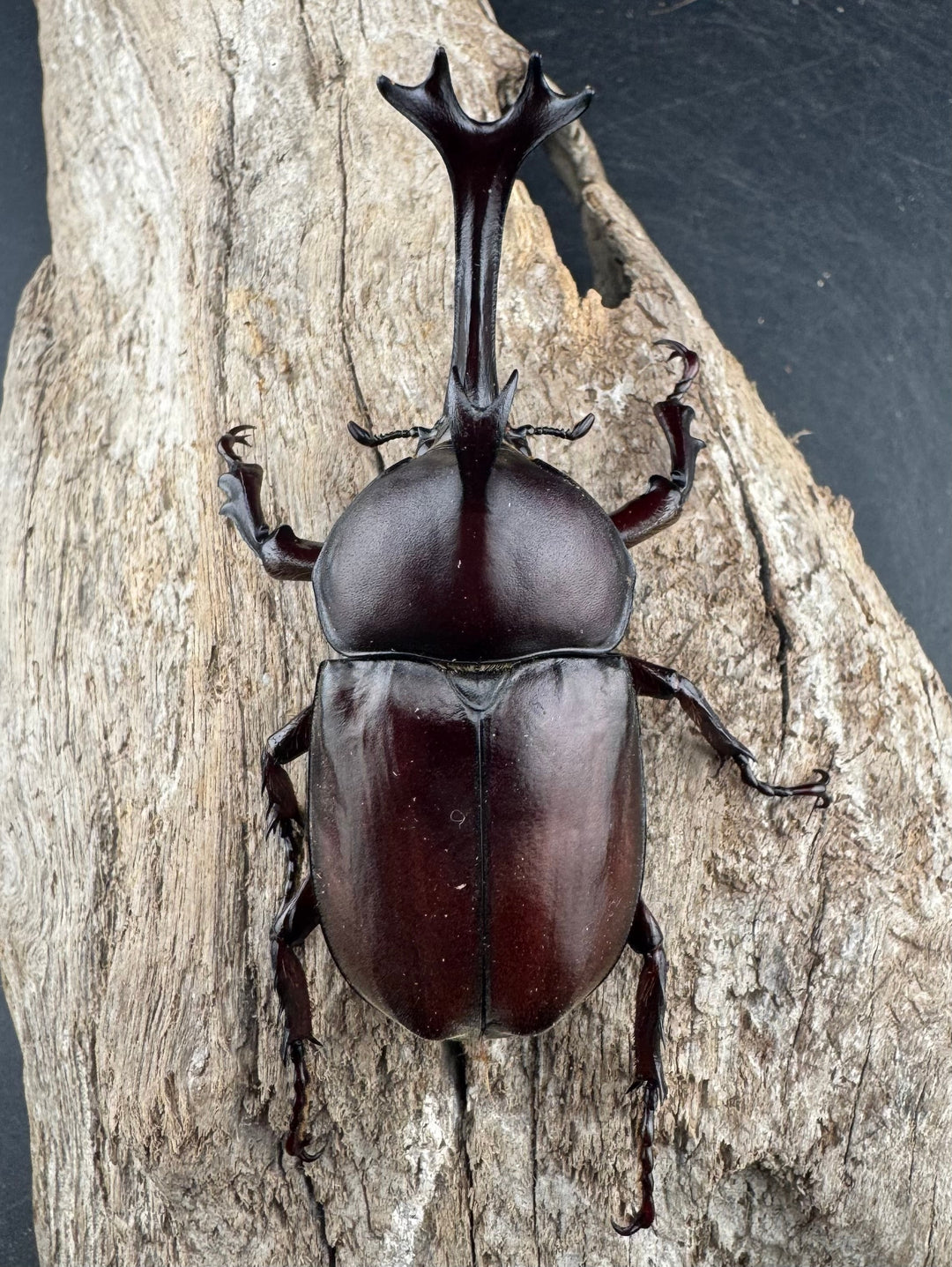 【WD】大型《国産カブトムシ 八王子市産 Free ペア》