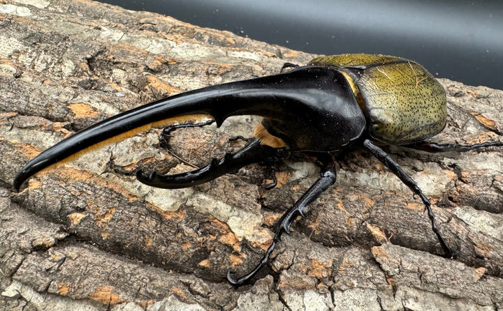 《ヘラクレス・ヘラクレス 135mm ペア》