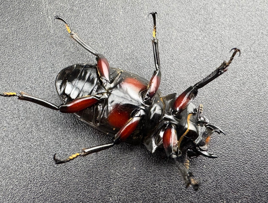 【WD】《アカアシクワガタ亜種miyamai 47mm ペア》