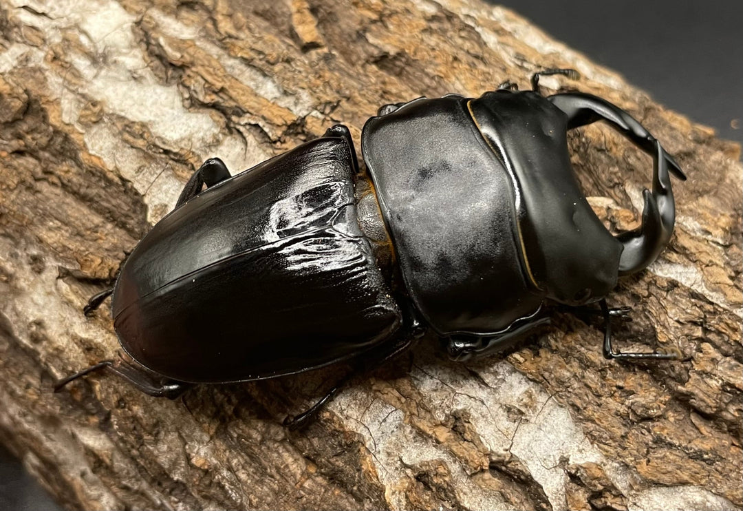 《インドグランディス亜種moriyai Garda95.0血統 80mm ♂♀♀トリオ