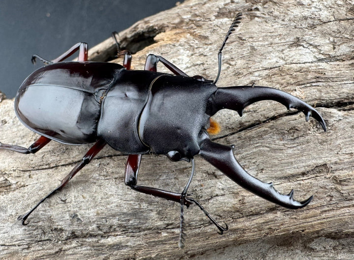 《ボーリンフタマタ亜種バミノルム 57mm ♂♀♀トリオ》