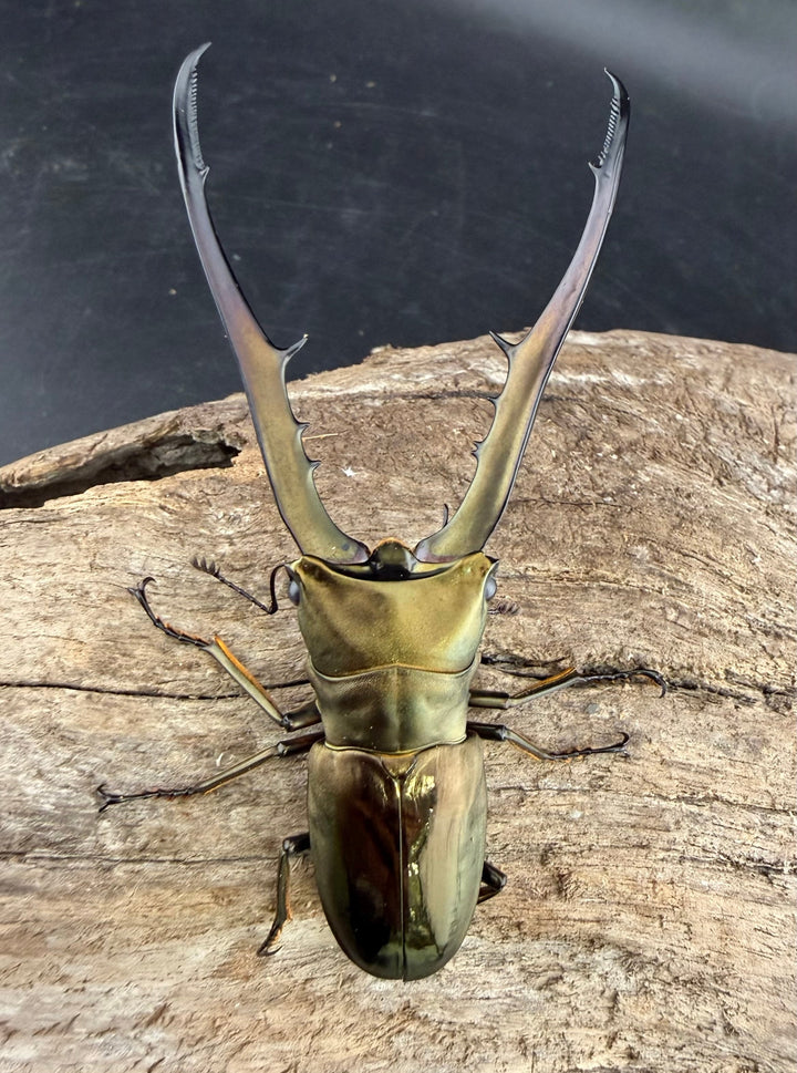 《メタリフェルホソアカ亜種イソガイ 76.5mm ペア》