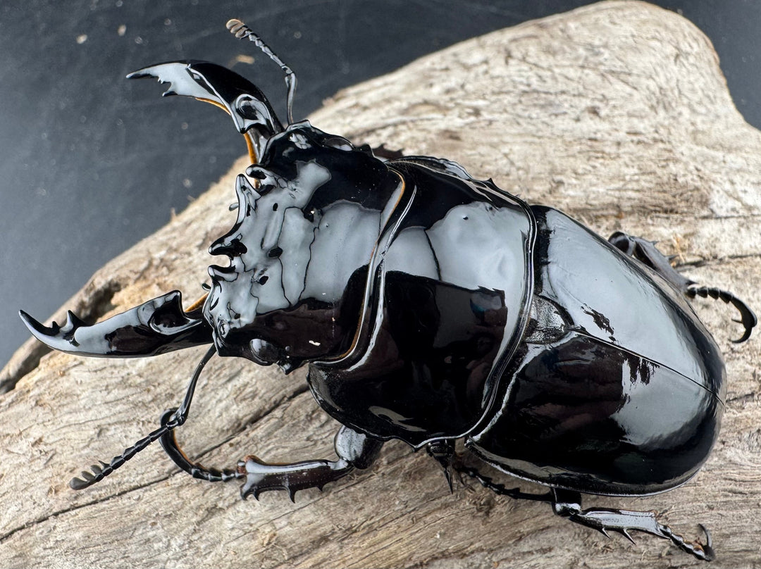 《レギウスオオツヤクワガタ 79.5mm ペア》