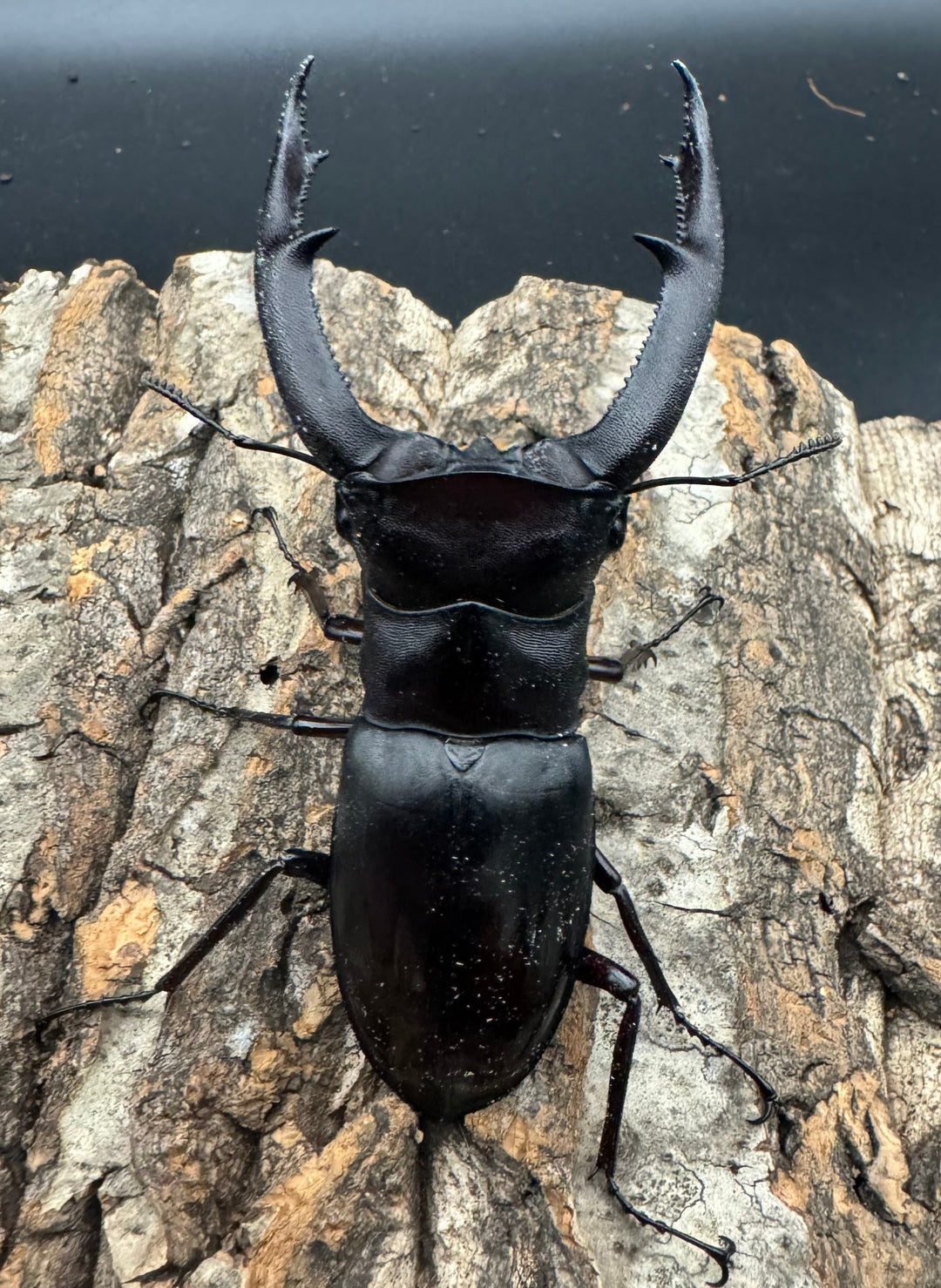 【WD】《マンディブラリスフタマタ 92mm ペア》