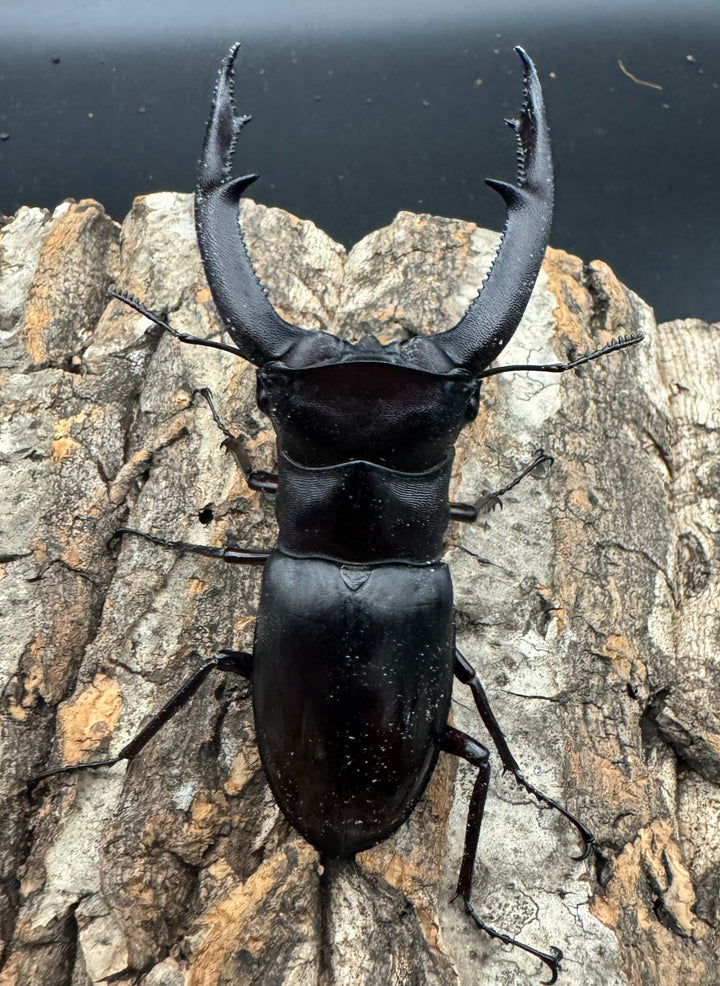 【WD】《マンディブラリスフタマタ 92mm ペア》