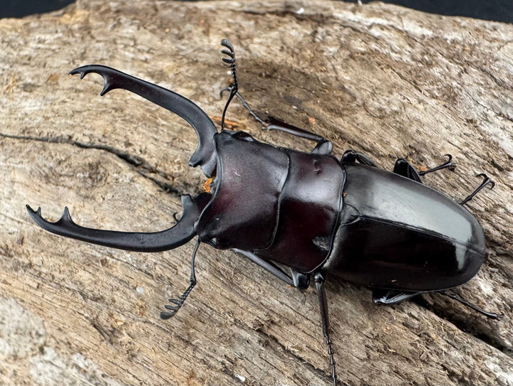 【WD】《ブッダノコギリ フィリピン北部亜種 45.5mm ペア》