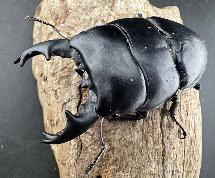 【WD】《アルキデスヒラタ ベンクール産 86mm 胸幅35mm ペア》