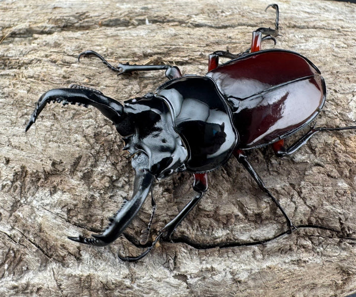 【WD】《オーベルチュールクロツヤシカ 43mm ペア》