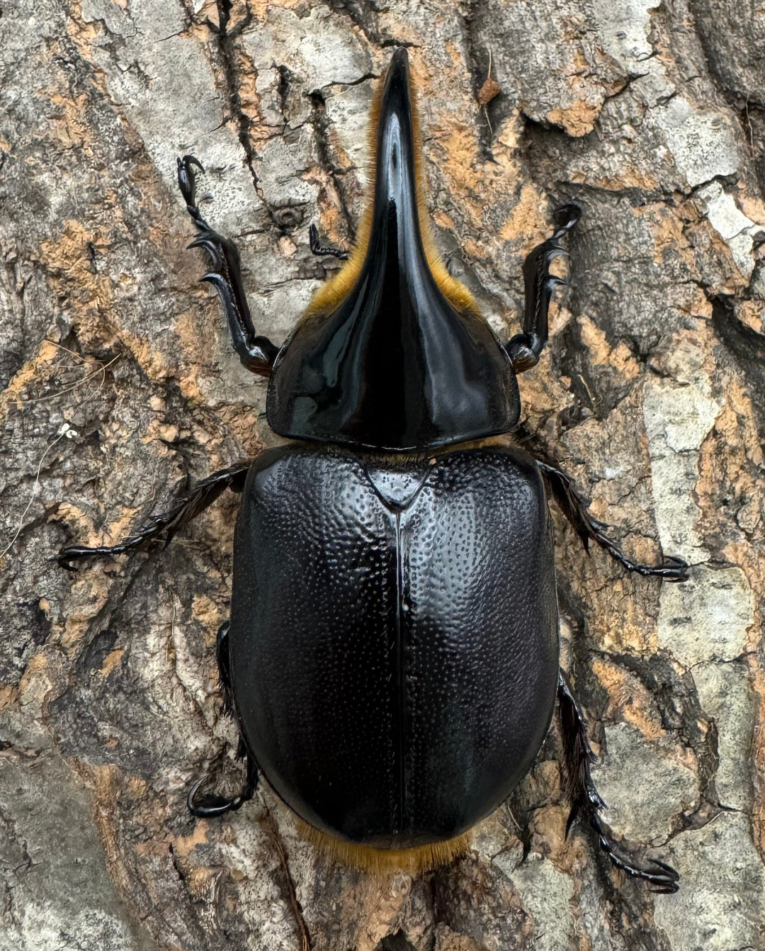 即ブリ《サタンオオカブト 79.5mm ペア》