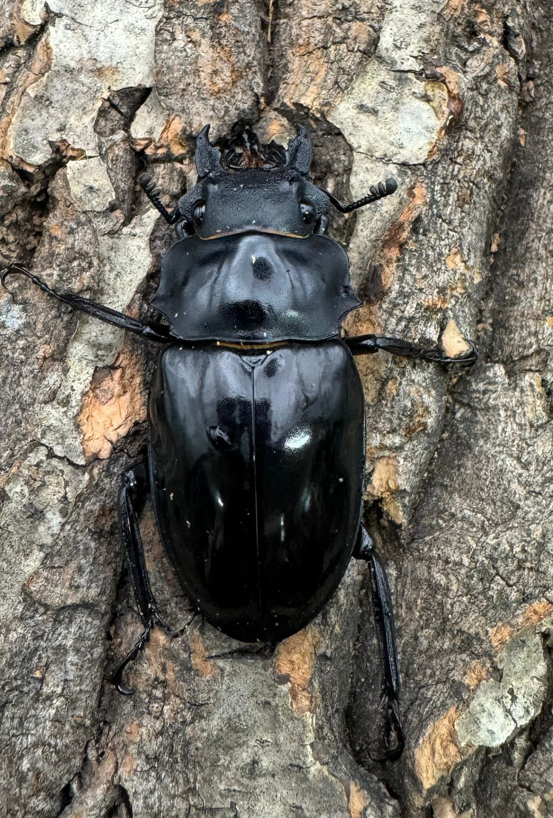 【WD】《ダールマンツヤクワガタ亜種celebensis 80mm ペア》