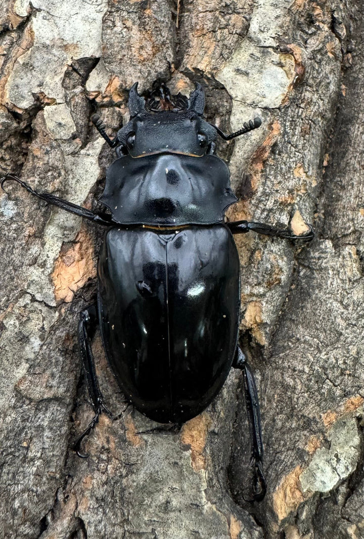 【WD】《ダールマンツヤクワガタ亜種celebensis 80mm ペア》