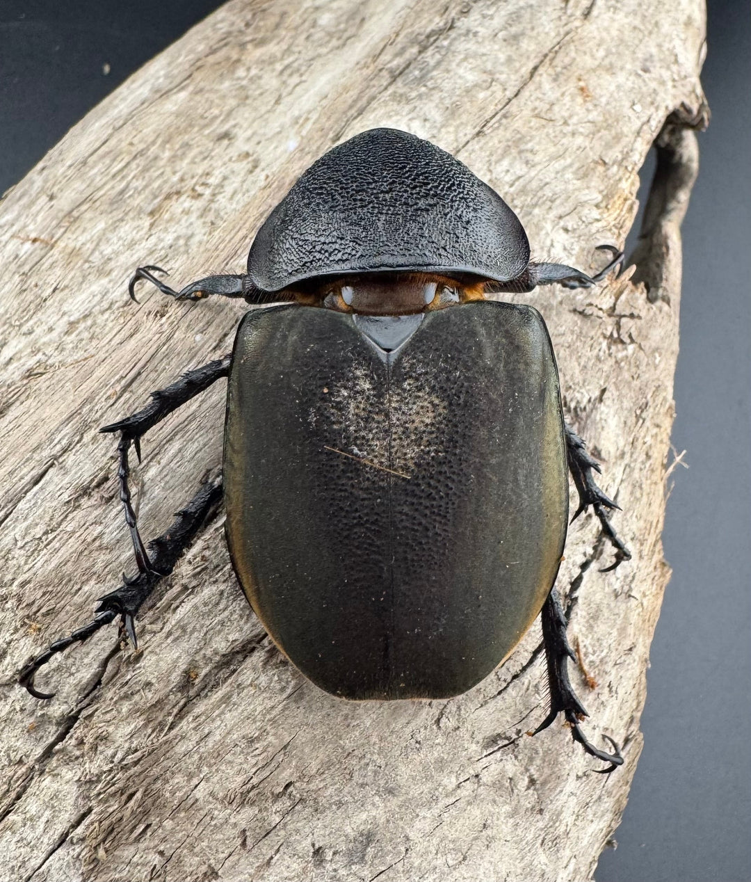 【WD】《ミンダナオアトラスオオカブト キダパワン産 96mm ペア》