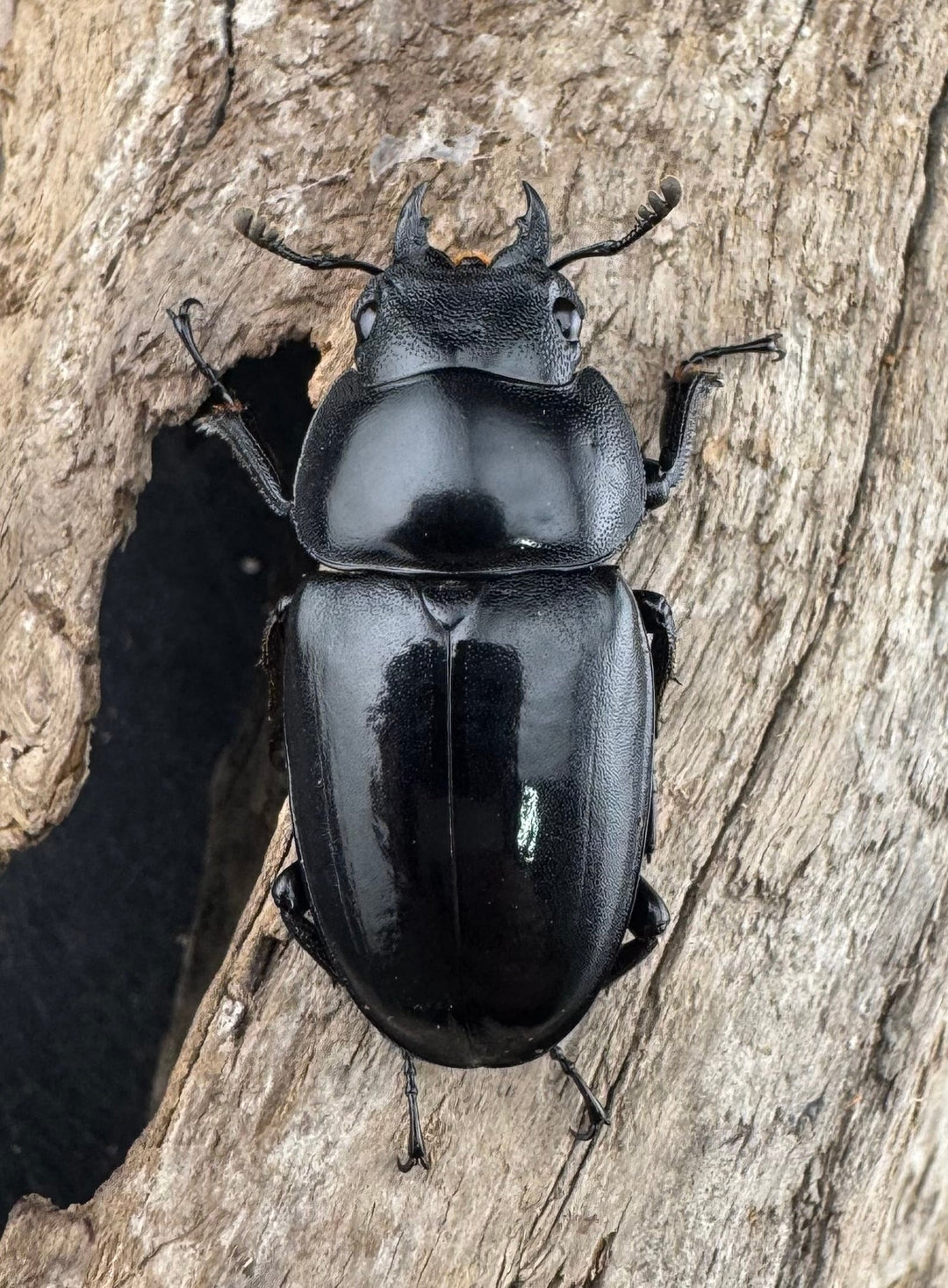 【WD】《フォルフィクラノコギリ原名亜種（マルバネノコギリ） 貴州省産 70mm ♂♀♀トリオ》