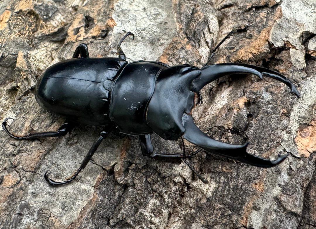 【WD】《ネパレンシス ssp. チベット産 61mm ♂♀♀トリオ》