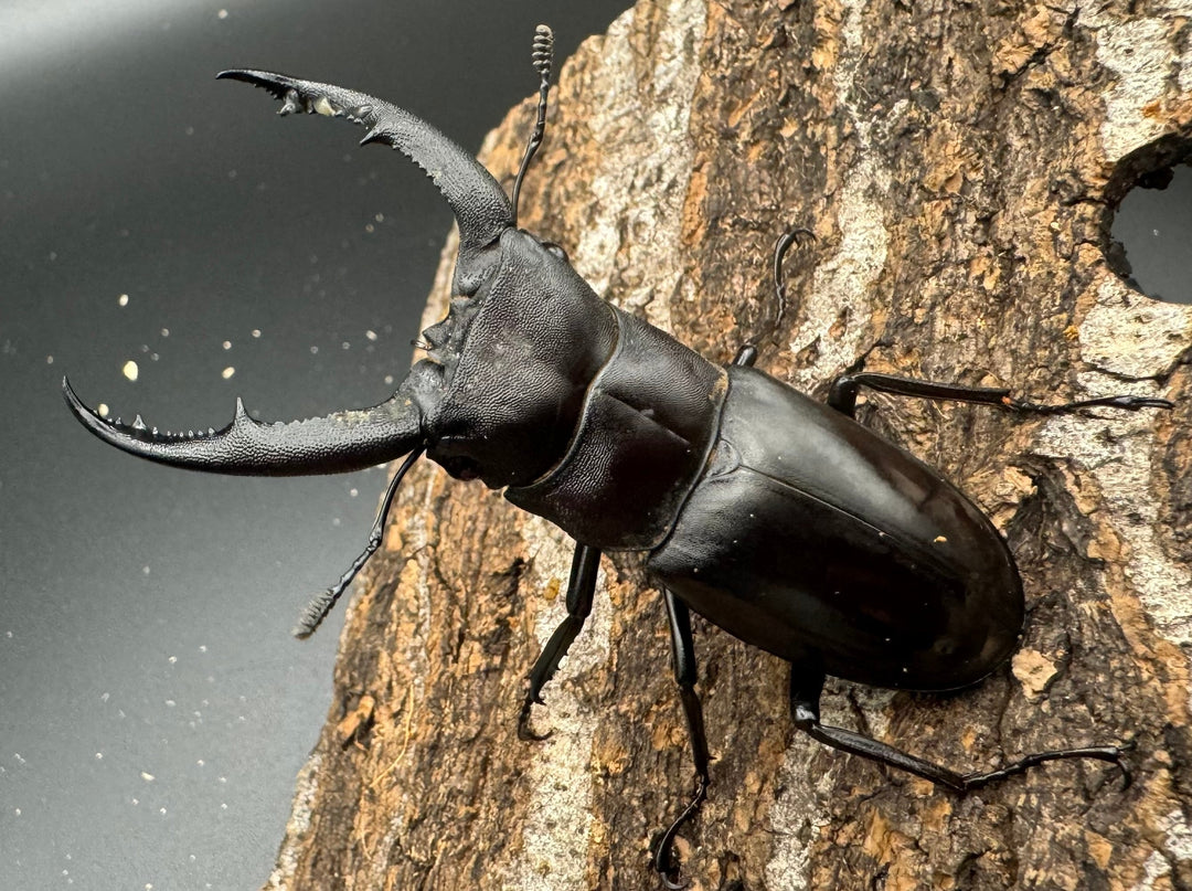 【WD】《マンディブラリスフタマタ 70mm B品ペア》