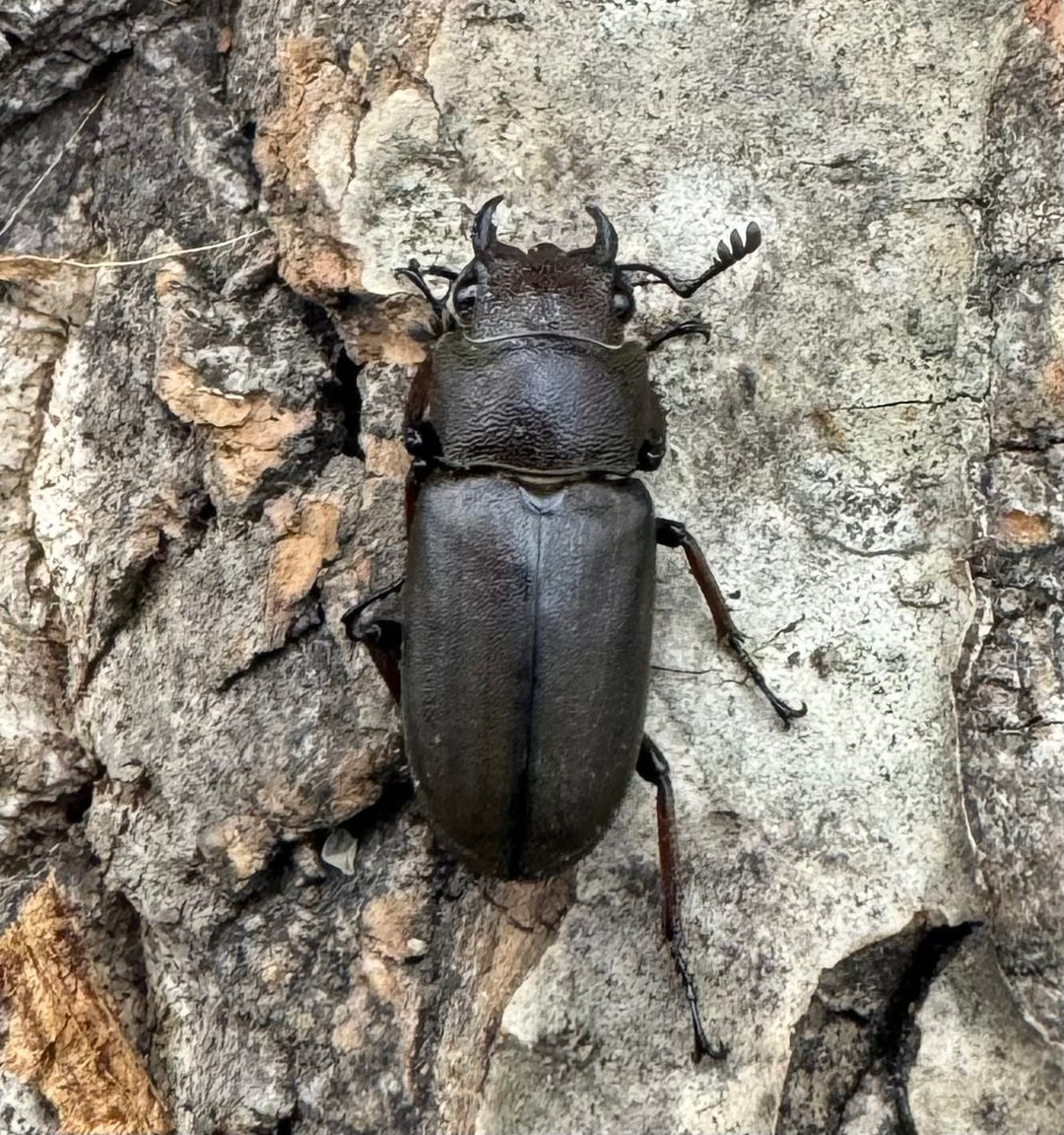 【WD】《ズベールホソアカ ミンダナオ産 46.5mm A'品ペア》