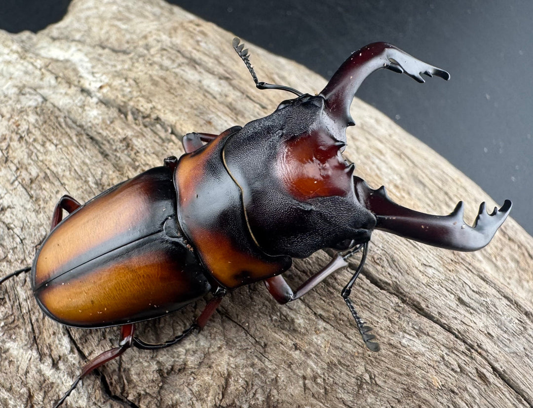 《ミラビリスノコギリクワガタ 67mm ペア》