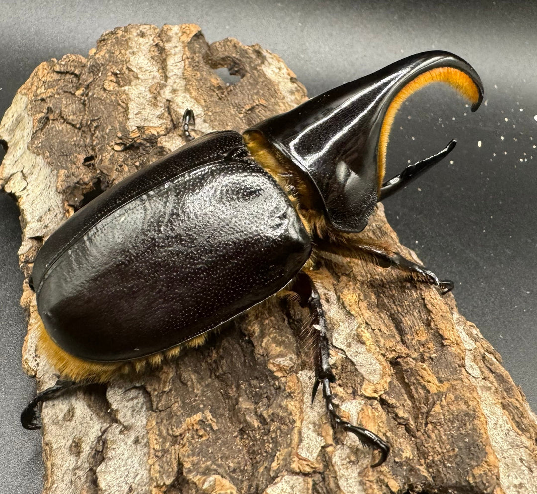 《サタンオオカブト 93mm ペア》