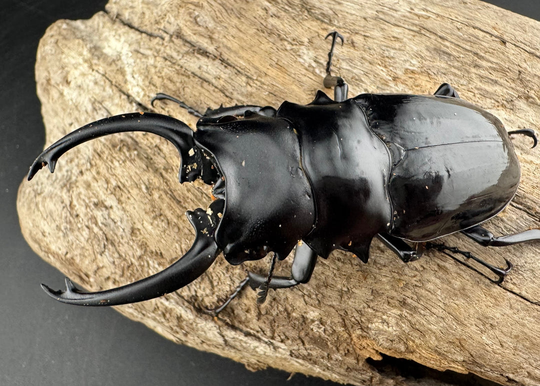 【WD】《ダールマンツヤクワガタ亜種セレベンシス 84.5mm ペア》