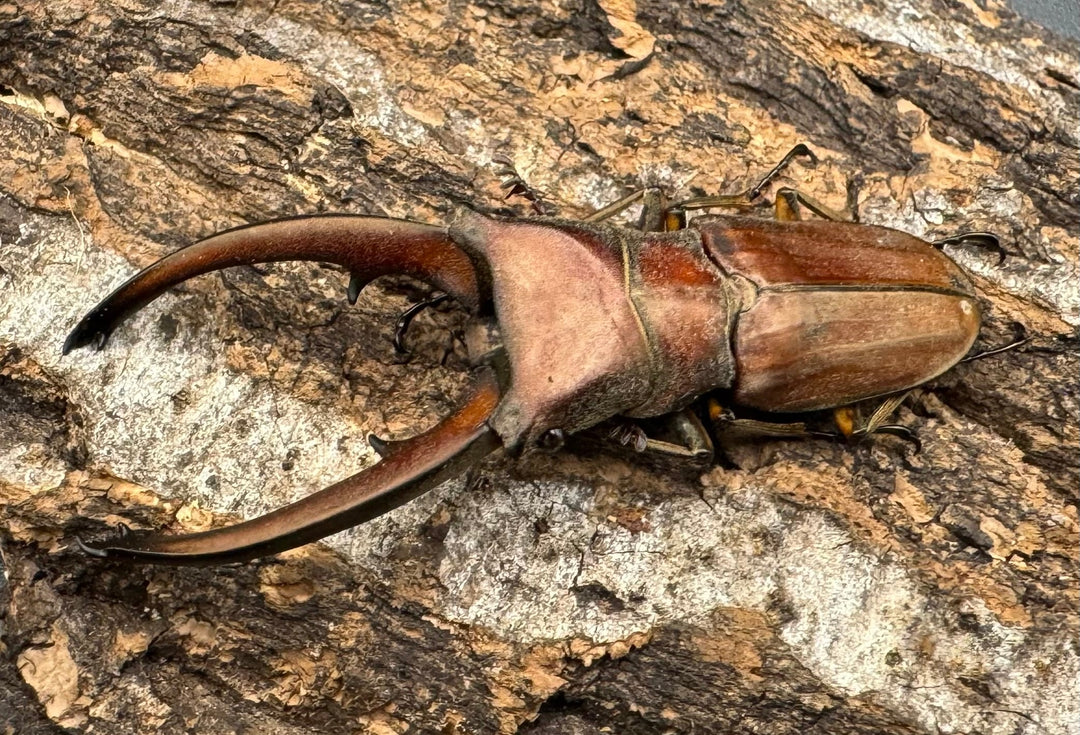 【WD】《カナリクラトゥスホソアカ 54.5mm ペア》