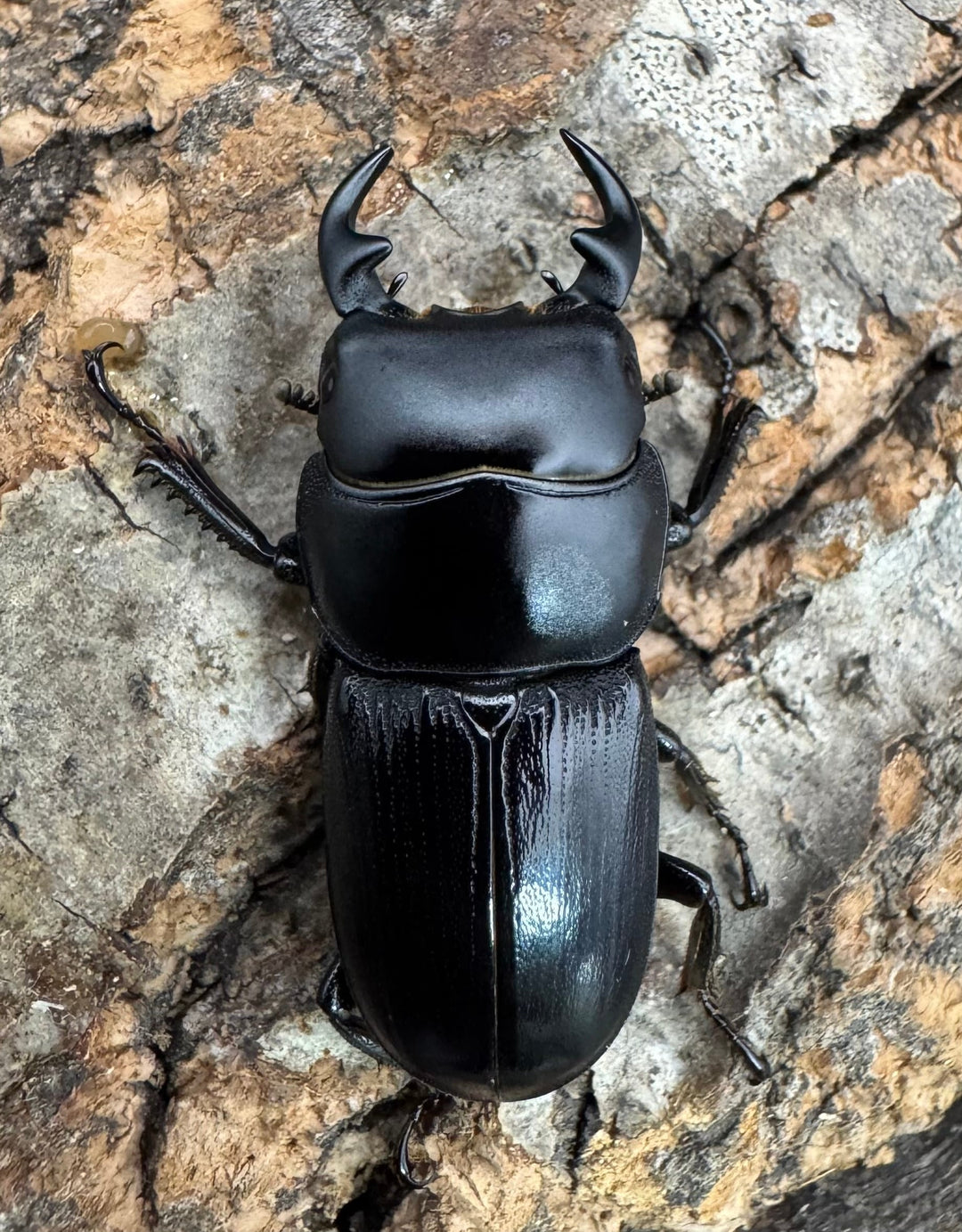 【WD】《ヒルティコルニス ssp. 31mm ペア》