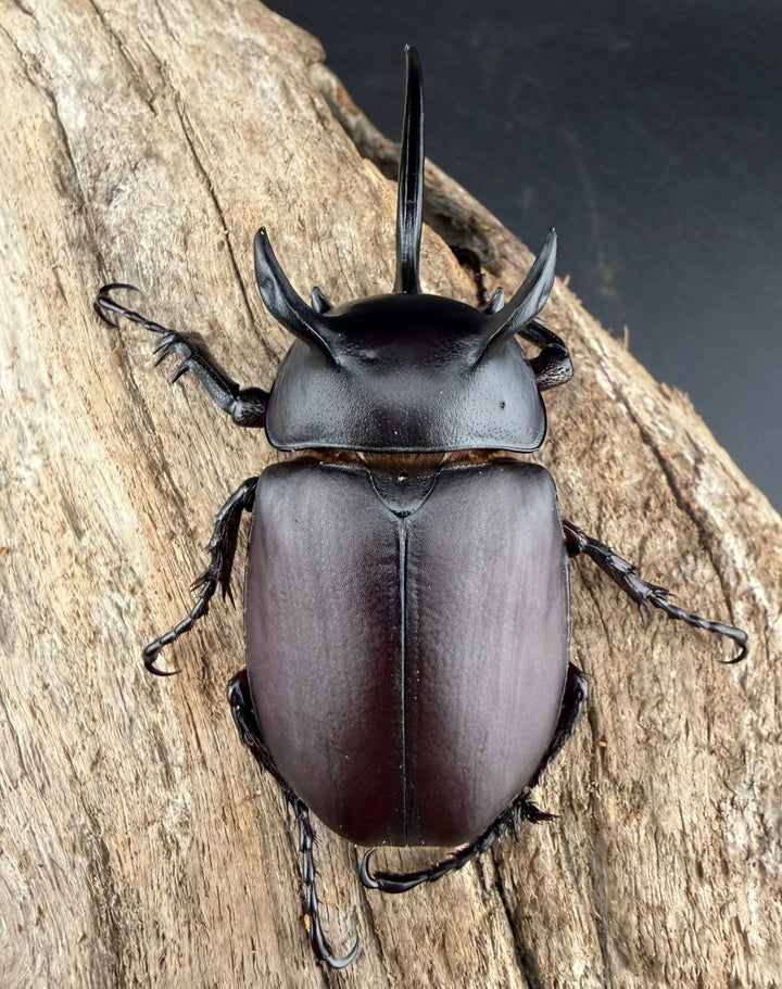 【WD】《シャムゴホンツノカブト 66mm ペア》