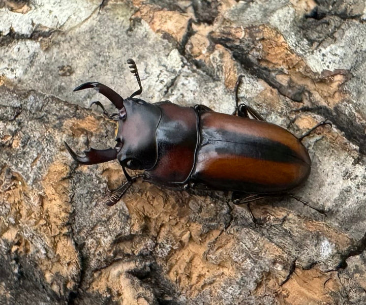 【WD】《エレガントゥルスコクワ原名亜種 Free ペア》