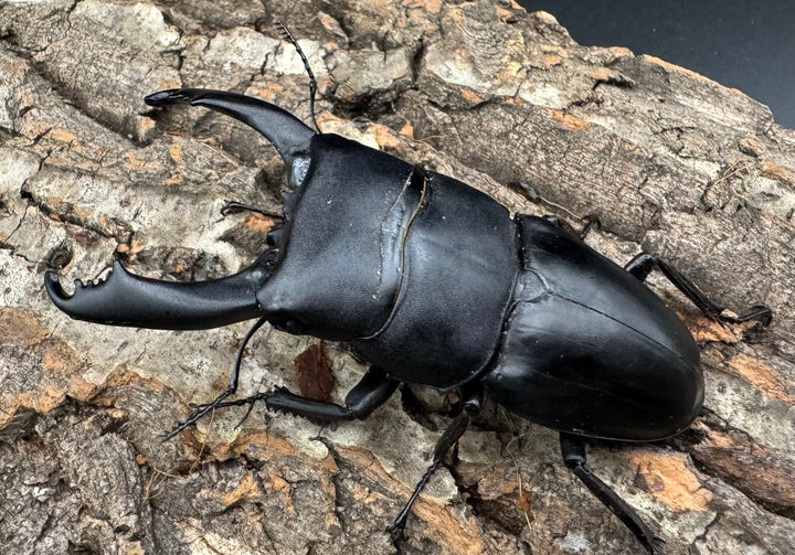 【WD】大型《テイオウヒラタクワガタ 91mm ペア》