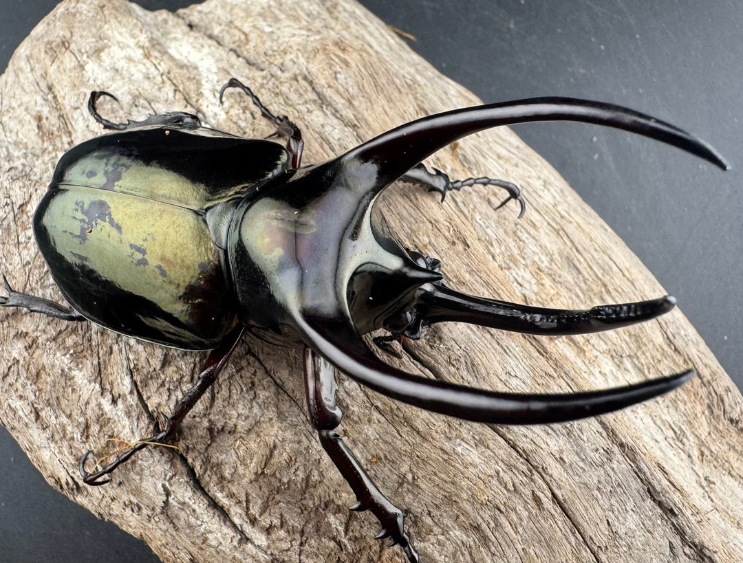 【WD】《アトラスオオカブト スマトラ島産 83mm ペア》