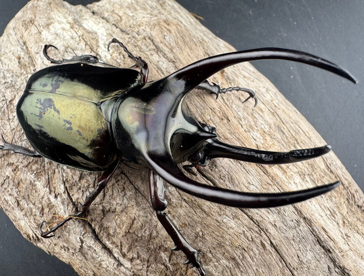 【WD】《アトラスオオカブト スマトラ島産 83mm ペア》